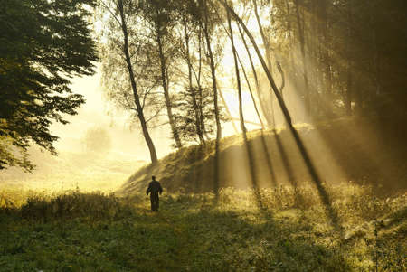 Walk along the forest in the early misty morningの写真素材