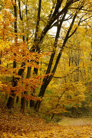 Old trees in the park in autumn season