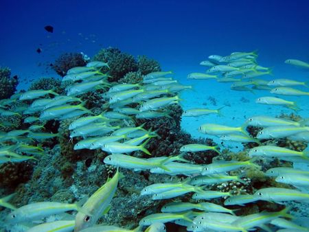 Group of coral fish in blue water.Red sea.