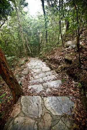 Steps conducting in green jungle. landscape.