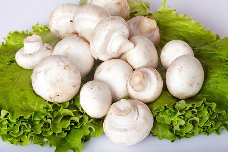 Champignon group  mushroom group on green lettuce leaf.の写真素材