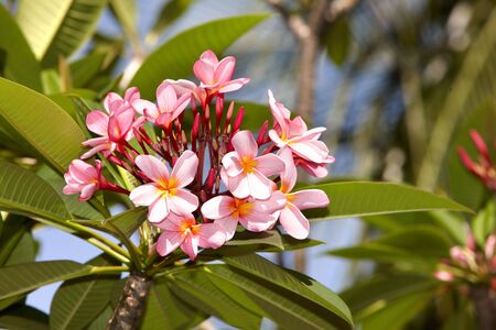  Beautiful tropical flower with leaf. Frangiapanの写真素材