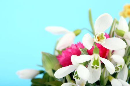 White snowdrop on blue background. Crop.