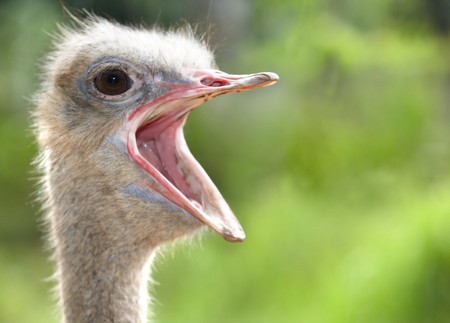  Ostrich head with open mouth. Green background.の写真素材