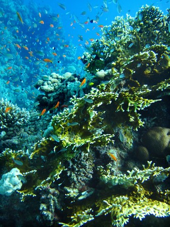 Group of coral fish  in blue water.の写真素材