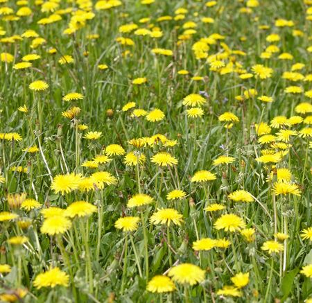 Group of dandelion on green grass. Environment.の写真素材