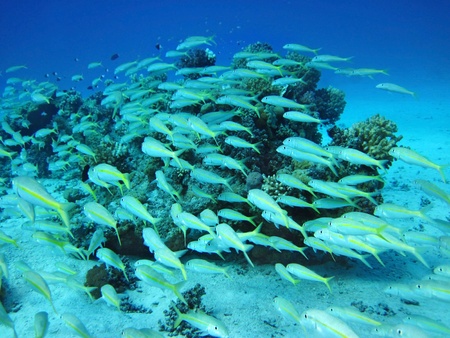 Group of coral fish  in blue water.の写真素材