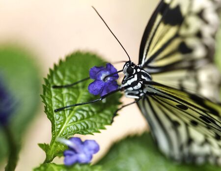 Butterfly and blue flower on green background. Copy space.の写真素材