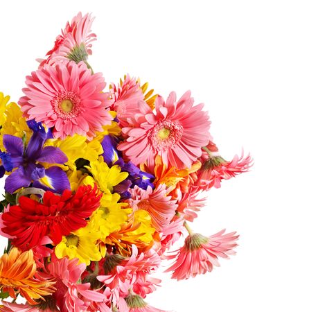 Group of gerbera flower head, Isolated.の写真素材