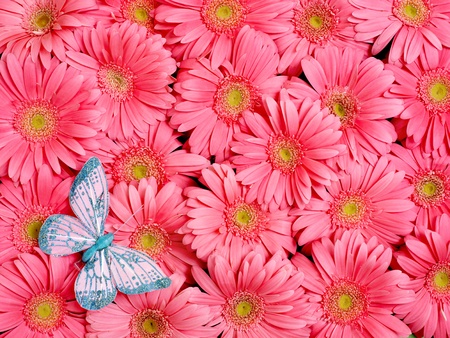 Background of gerbera flower.の写真素材