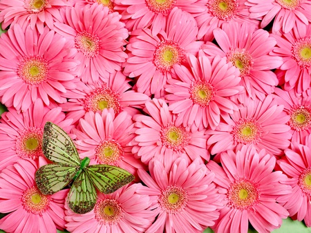 Background of gerbera flower.の写真素材