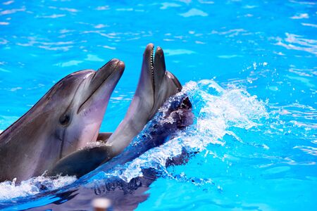 Couple of dolphin swimming in blue water.の写真素材