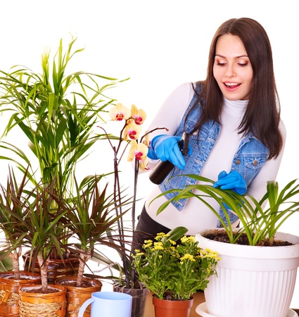 Woman  looking after houseplant at home.の写真素材