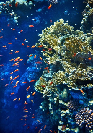 Group of coral fish  blue water.の写真素材