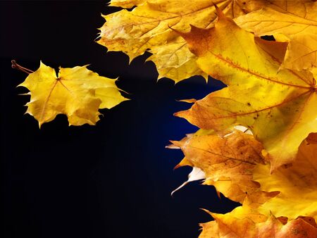 Orange autumn leaves on black background.の写真素材