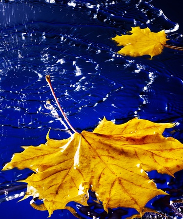 Yellow autumn leaf floating on water with rain.の写真素材
