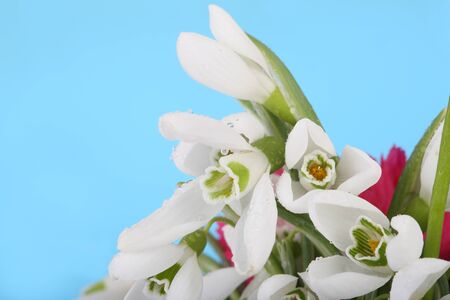 White snowdrop on blue background. Crop.の写真素材