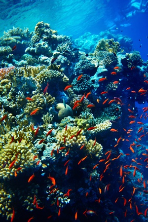 Group of coral fish in blue water.の写真素材