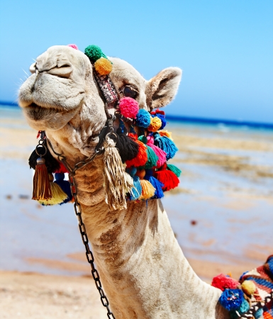 Camel head at Egypt beach.の写真素材