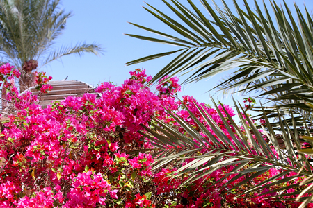 Tropical flowers and palm leaves against the blue skyの写真素材