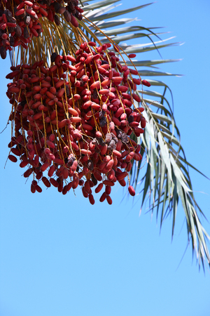 Bunches of dates grow on a palm branch on a background of a blue skyの写真素材