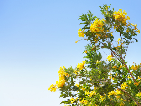 A Bush of yellow tropical flowers against a blue skyの写真素材