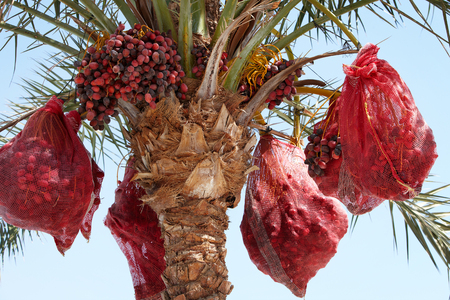Dates palm tree crop blue sky in tropical climate.の写真素材