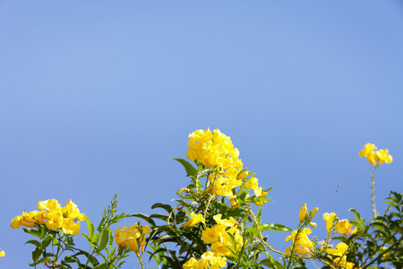Yellow tropical flowers against blue sky in tropical climate.の写真素材