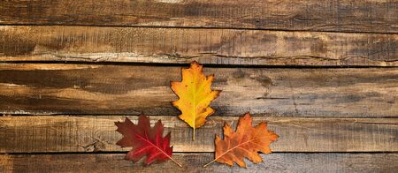Autumn maple leaves on top view wooden table.の写真素材