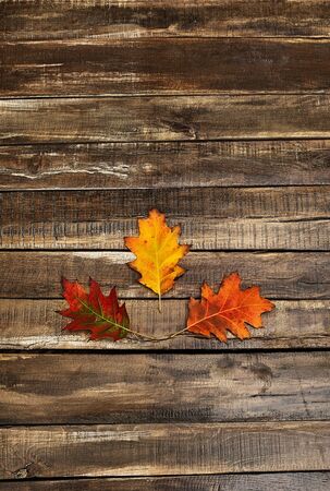 Autumn maple leaves on top view wooden table vertical frame.の写真素材