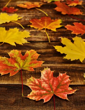 Autumn maple leaves background on on horizontal arranged boards. Top view wooden table vertical frame.の写真素材