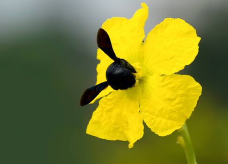 Black insect is setting on the yellow flower.の写真素材