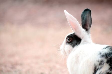 Black and White Rabbit Breed.の写真素材