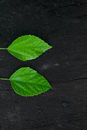 fresh hibiscus,Mandara leaves on gray wood background with copy space.の写真素材