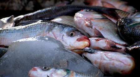 The rohu, rui, or roho labeo (Labeo rohita) fish ready to sell in indian market.