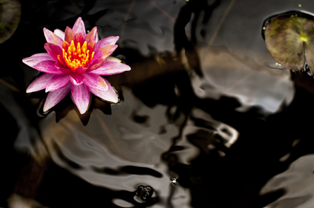 Pink water lily の写真素材