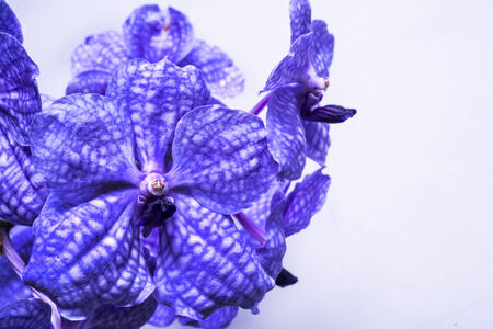 Purple Orchid Flowersの写真素材