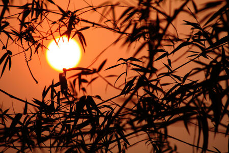 Bamboo sunsetの写真素材