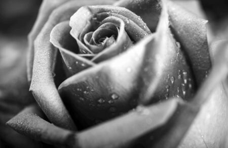  Black & White Roseの写真素材