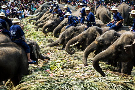 The elephantのeditorial素材