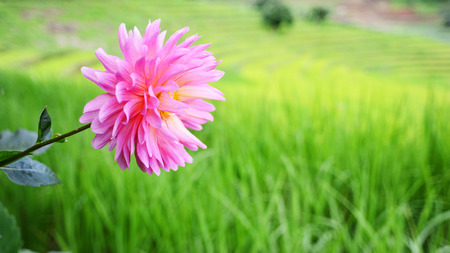 Pink dahliaの写真素材