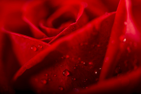 Rose dew dropsの写真素材