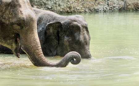 Elephantの写真素材