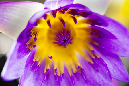 abstract of lotus for conceptual purposeの写真素材