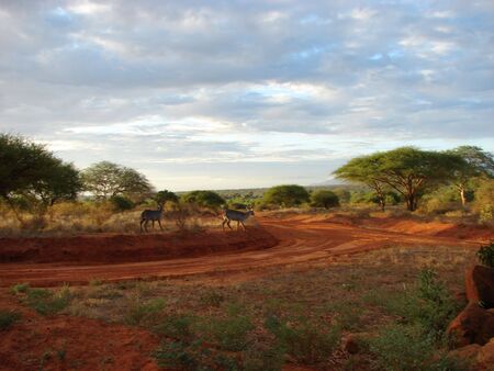 Early morning on african savanna. Antelopes' awakening. Tsavo National Park - Kenya 2007.の写真素材