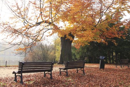 Colours of autumnin the park.