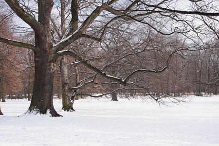 Winter In The Park. Winter in the Municipal South Park in Wroclaw Poland - January 2009の写真素材