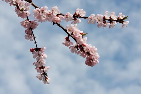 Spring flowering apricotの写真素材