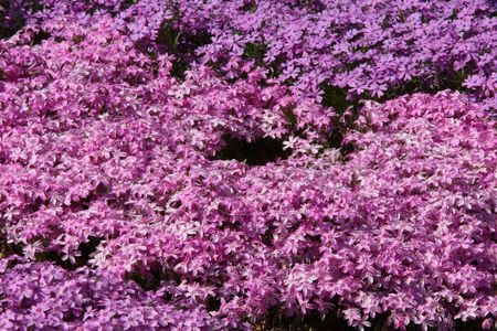 Background from purple flowersの写真素材
