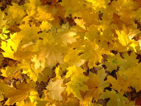 Autumn leaves background